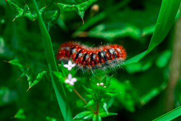 Macro shots, Beautiful nature scene. Close up beautiful caterpillar of butterfly  