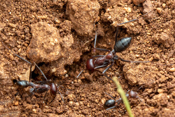 Beautiful Strong jaws of red ant close-up