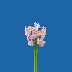 Creative spring composition made with pink hyacinth isolated on blue background. Minimal concept.