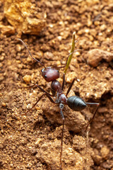 Beautiful Strong jaws of red ant close-up