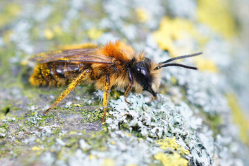 Closeup of a male of the colorful Tawny mining bee, Andrena fulva