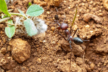 Beautiful Strong jaws of red ant close-up