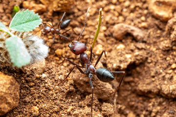 Beautiful Strong jaws of red ant close-up