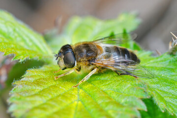 Closeup of a hoverfly wanting to be a bee , the tapered drone fly , Eristalis pertinax sunning on a green leaf