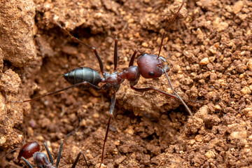 Beautiful Strong jaws of red ant close-up
