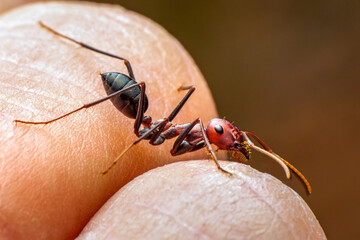 Beautiful Strong jaws of red ant close-up