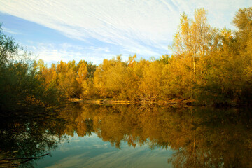 october forest reflected in the calm waters of a lake makes a mirror effect