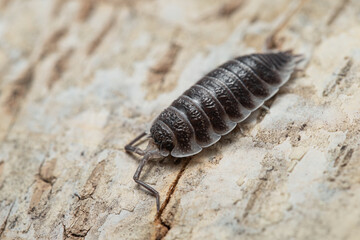 Porcellio hoffmannseggi on a piece of white bark
