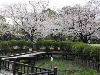 桜、長久保公園、2021/3/29撮影