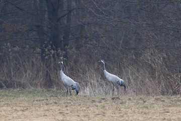 Obraz na płótnie Canvas two cranes standing on the meadow by the forest, Polish wild nature