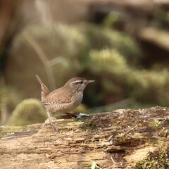 wren little bird in nature