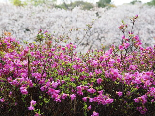 桜、長久保公園、2021/3/29撮影