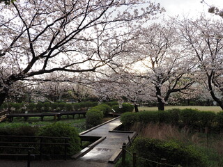 桜、長久保公園、2021/3/29撮影