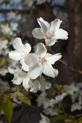 山桜　ヤマザクラ　白いサクラ　マクロ撮影