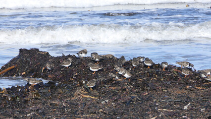 Ruddy turnstone hunting for food in Irish Sea