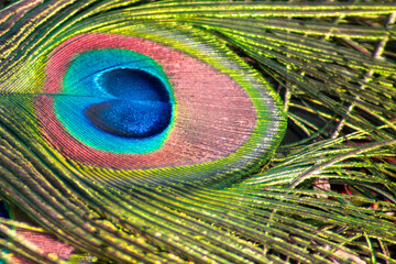 Peacock tail feather