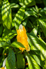 pahistahis, acanthus flower