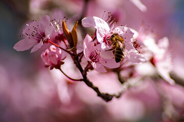 Kirschblüte mit Biene