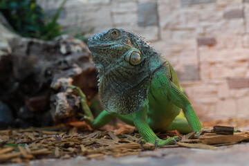 Green large iguana close-up. Lizard.