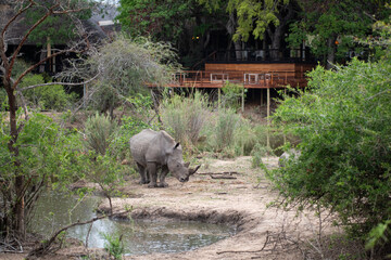 Naklejka na ściany i meble White Rhino seen at a waterhole in front of a Safari Lodge in South Africa