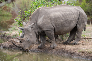 Obraz premium A White Rhino cow and her calf seen on a safari in South Africa