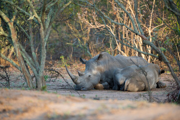 Fototapeta na wymiar A White Rhino cow and her calf seen on a safari in South Africa