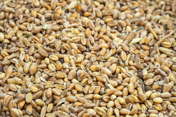 Wheat seeds grains textured background,raw food ingredients,agricultural product