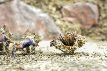 Courageous hermit crab leaving shell on the coast of Adriatic sea.
