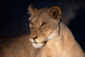 Obraz na płótnie Canvas A Female Lion seen on a safari in South Africa