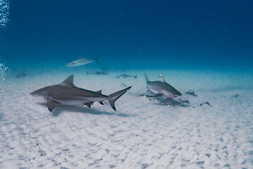 Diving with the bull shark in Playa del Carmen, México
