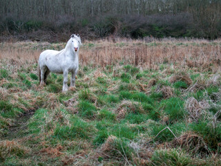 Fototapeta premium Beautiful white horse in a green field. Agriculture industry. Big animal in a nature environment.