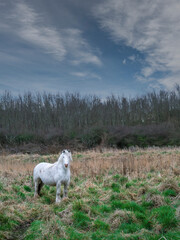 Obraz premium Cute white horse in a green field. Agriculture industry. Big animal in a nature environment. Blue cloudy sky. Vertical image