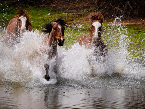 Wild horses charing through the Salt River