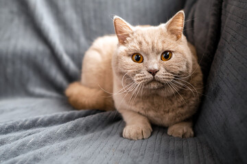 Fototapeta na wymiar Light brown color British short hair cat on a grey blanket, looking at the camera. Domestic animal and pet. Brown eyes.