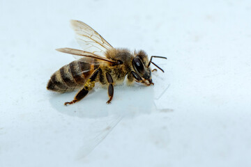 Close Up  beautiful  Bee macro in green nature 