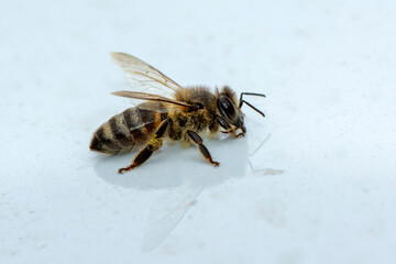 Close Up  beautiful  Bee macro in green nature 