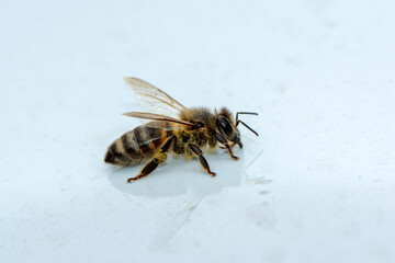 Close Up  beautiful  Bee macro in green nature 