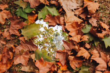 Dry leaves on the ground. Mirror reflecting tree. Autumn.