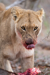 Naklejka premium A Female Lion seen feeding on a Zebra carcass on a safari in South Africa