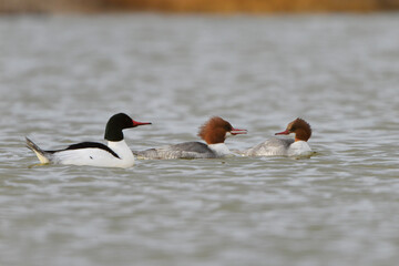 Group of common mergansers at Lee Kay Ponds in Salt Lake County, Utah.