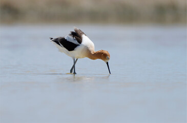American Avocet probes seasonal shallow water at Lee Kay Ponds, Utah.