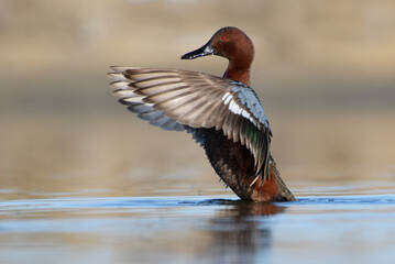 Cinnamon Teal drake does a wing flap display in morning light.