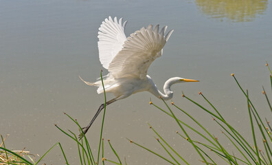 Great White Heron Flying in the Marshland