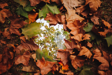 Dry leaves on the ground. Mirror reflecting tree. Autumn.
