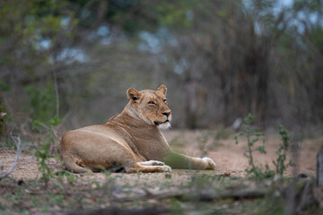 Fototapeta na wymiar A Female Lion seen on a safari in South Africa