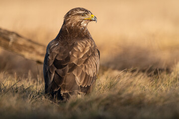 common buzzard standing alone