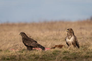 common buzzards  on a meadow
