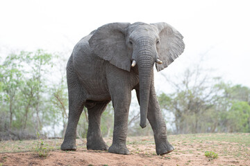Naklejka na ściany i meble African Elephant seen on a safari in South Africa