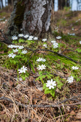 Forest meadow covered with many beautiful white flowers of anemone nemorosa (windflower)