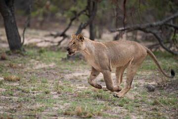 Fototapeta na wymiar A female Lion seen on a safari in South Africa